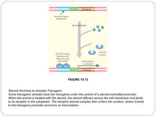 FIGURE 15.13

Steroid Hormone to Activate Transgene
Some transgenic animals have the transgene under the control of a steroid-controlled promoter.
When the animal is treated with the steroid, the steroid diffuses across the cell membrane and binds
to its receptor in the cytoplasm. The receptor-steroid complex then enters the nucleus, where it binds
to the transgene promoter and turns on transcription.
25

 