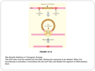 FIGURE 15.14
Site-Specific Deletions in Transgenic Animals
Two loxP sites must be inserted into the DNA, flanking the sequence to be deleted. When Cre
recombinase is activated, it recombines the two loxP sites and deletes the segment of DNA between
them.
27

 