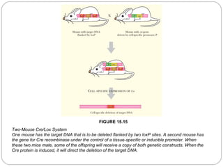 FIGURE 15.15
Two-Mouse Cre/Lox System
One mouse has the target DNA that is to be deleted flanked by two loxP sites. A second mouse has
the gene for Cre recombinase under the control of a tissue-specific or inducible promoter. When
these two mice mate, some of the offspring will receive a copy of both genetic constructs. When the
Cre protein is induced, it will direct the deletion of the target DNA.
28

 