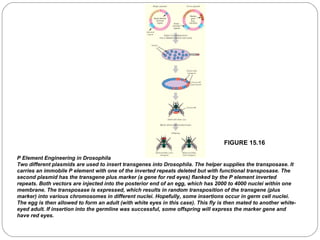 FIGURE 15.16
P Element Engineering in Drosophila
Two different plasmids are used to insert transgenes into Drosophila. The helper supplies the transposase. It
carries an immobile P element with one of the inverted repeats deleted but with functional transposase. The
second plasmid has the transgene plus marker (a gene for red eyes) flanked by the P element inverted
repeats. Both vectors are injected into the posterior end of an egg, which has 2000 to 4000 nuclei within one
membrane. The transposase is expressed, which results in random transposition of the transgene (plus
marker) into various chromosomes in different nuclei. Hopefully, some insertions occur in germ cell nuclei.
The egg is then allowed to form an adult (with white eyes in this case). This fly is then mated to another whiteeyed adult. If insertion into the germline was successful, some offspring will express the marker gene and
have red eyes.

30

 