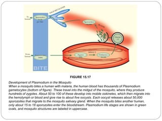 FIGURE 15.17
Development of Plasmodium in the Mosquito
When a mosquito bites a human with malaria, the human blood has thousands of Plasmodium
gametocytes (bottom of figure). These travel into the midgut of the mosquito, where they produce
hundreds of zygotes. About 50 to 100 of these develop into mobile ookinetes, which then migrate into
the hemolymph or blood and give rise to about five oocysts. Each oocyst releases about 50,000
sporozoites that migrate to the mosquito salivary gland. When the mosquito bites another human,
only about 15 to 18 sporozoites enter the bloodstream. Plasmodium life stages are shown in green
ovals, and mosquito structures are labeled in uppercase.
32

 