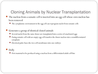 Cloning Animals by Nuclear Transplantation
 The nucleus from a somatic cell is inserted into an egg cell whose own nucleus has

been removed
 The cytoplasmic environment in the egg cell can reprogram nuclei from somatic cells

 Generates a group of identical cloned animals
 Several nuclei from the same donor are transplanted into a series of enucleated eggs
 Fusing somatic cell with an empty egg cell transfers the donor nucleus into a nondifferentiated

cytoplasm
 Electrical pulse fuses the two cell membranes into one embryo

 Dolly
 First mammal to be produced using a nucleus from a differentiated adult cell line

33

 