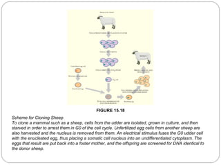 FIGURE 15.18
Scheme for Cloning Sheep
To clone a mammal such as a sheep, cells from the udder are isolated, grown in culture, and then
starved in order to arrest them in G0 of the cell cycle. Unfertilized egg cells from another sheep are
also harvested and the nucleus is removed from them. An electrical stimulus fuses the G0 udder cell
with the enucleated egg, thus placing a somatic cell nucleus into an undifferentiated cytoplasm. The
eggs that result are put back into a foster mother, and the offspring are screened for DNA identical to
the donor sheep.
34

 