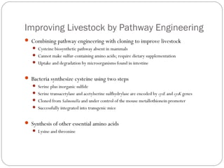 Improving Livestock by Pathway Engineering
 Combining pathway engineering with cloning to improve livestock
 Cysteine biosynthetic pathway absent in mammals
 Cannot make sulfur-containing amino acids; require dietary supplementation
 Uptake and degradation by microorganisms found in intestine

 Bacteria synthesize cysteine using two steps
 Serine plus inorganic sulfide
 Serine transacetylase and acetylserine sulfhydrylase are encoded by cysE and cysK genes
 Cloned from Salmonella and under control of the mouse metallothionein promoter
 Successfully integrated into transgenic mice

 Synthesis of other essential amino acids
 Lysine and threonine

35

 