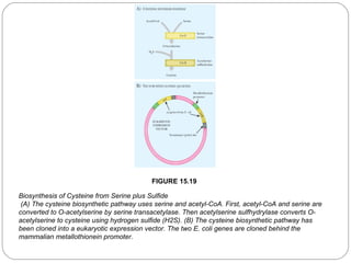 FIGURE 15.19
Biosynthesis of Cysteine from Serine plus Sulfide
(A) The cysteine biosynthetic pathway uses serine and acetyl-CoA. First, acetyl-CoA and serine are
converted to O-acetylserine by serine transacetylase. Then acetylserine sulfhydrylase converts Oacetylserine to cysteine using hydrogen sulfide (H2S). (B) The cysteine biosynthetic pathway has
been cloned into a eukaryotic expression vector. The two E. coli genes are cloned behind the
mammalian metallothionein promoter.
36

 