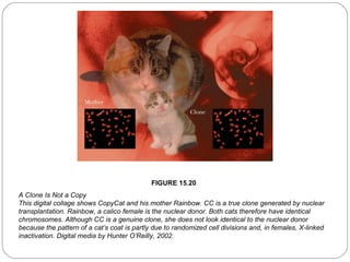 FIGURE 15.20
A Clone Is Not a Copy
This digital collage shows CopyCat and his mother Rainbow. CC is a true clone generated by nuclear
transplantation. Rainbow, a calico female is the nuclear donor. Both cats therefore have identical
chromosomes. Although CC is a genuine clone, she does not look identical to the nuclear donor
because the pattern of a cat’s coat is partly due to randomized cell divisions and, in females, X-linked
inactivation. Digital media by Hunter O’Reilly, 2002.
38

 