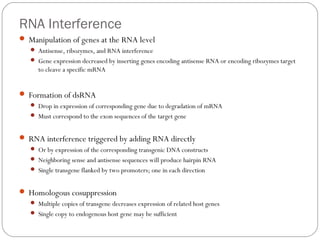 RNA Interference
 Manipulation of genes at the RNA level
 Antisense, ribozymes, and RNA interference
 Gene expression decreased by inserting genes encoding antisense RNA or encoding ribozymes target

to cleave a specific mRNA

 Formation of dsRNA
 Drop in expression of corresponding gene due to degradation of mRNA
 Must correspond to the exon sequences of the target gene

 RNA interference triggered by adding RNA directly
 Or by expression of the corresponding transgenic DNA constructs
 Neighboring sense and antisense sequences will produce hairpin RNA
 Single transgene flanked by two promoters; one in each direction

 Homologous cosuppression
 Multiple copies of transgene decreases expression of related host genes
 Single copy to endogenous host gene may be sufficient

39

 
