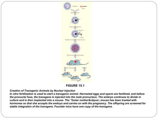 FIGURE 15.1
Creation of Transgenic Animals by Nuclear Injection
In vitro fertilization is used to start a transgenic animal. Harvested eggs and sperm are fertilized, and before
the pronuclei fuse, the transgene is injected into the male pronucleus. The embryo continues to divide in
culture and is then implanted into a mouse. The “foster mother&rdquor; mouse has been treated with
hormones so that she accepts the embryo and carries on with the pregnancy. The offspring are screened for
stable integration of the transgene. Founder mice have one copy of the transgene.

4

 