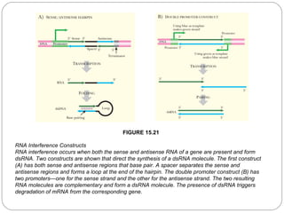 FIGURE 15.21
RNA Interference Constructs
RNA interference occurs when both the sense and antisense RNA of a gene are present and form
dsRNA. Two constructs are shown that direct the synthesis of a dsRNA molecule. The first construct
(A) has both sense and antisense regions that base pair. A spacer separates the sense and
antisense regions and forms a loop at the end of the hairpin. The double promoter construct (B) has
two promoters—one for the sense strand and the other for the antisense strand. The two resulting
RNA molecules are complementary and form a dsRNA molecule. The presence of dsRNA triggers
degradation of mRNA from the corresponding gene.
40

 