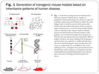 Fig. 1 Generation of transgenic mouse models based on
inheritance patterns of human disease.
 Fig. 1 Generation of transgenic mouse models based on

inheritance patterns of human disease. Families or
populations with traceable lineages of a disease are subjected
to pedigree analysis (a) and individuals are subjected to gene
linkage studies to identify associated chromosomes (b).
Further molecular analyses link genetic markers to specific
region of chromosome, or locus (c) and potentially identify
a disease-related gene (d). Sequence analysis of putative
gene(s) from diseased and non-diseased members of the
pedigree can reveal inherited mutation(s) in the gene (e).
Once the gene and mutation have been identified in affected
pedigree members, the mouse ortholog of the human gene
can be knocked out completely or conditionally (d arrows).
Also, the mutated human gene can be introduced into the
mouse as a replacement for, or in addition to the mouse
ortholog (e arrows). Transgenic mice generated based on the
identified gene and its mutants are an important tool when
studying behavioral and pathological phenocopy of human
disease and when evaluating potential therapeutics for
disease

43

 