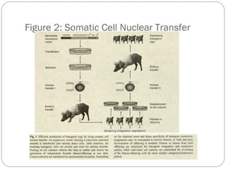 Figure 2: Somatic Cell Nuclear Transfer

47

 