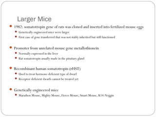 Larger Mice
 1982: somatotropin gene of rats was cloned and inserted into fertilized mouse eggs
 Genetically engineered mice were larger
 First case of gene transferred that was not stably inherited but still functioned

 Promoter from unrelated mouse gene metallothionein
 Normally expressed in the liver
 Rat somatotropin usually made in the pituitary gland

 Recombinant human somatotropin (rHST)
 Used to treat hormone-deficient type of dwarf
 Receptor-deficient dwarfs cannot be treated yet

 Genetically engineered mice
 Marathon Mouse, Mighty Mouse, Fierce Mouse, Smart Mouse, K14-Noggin

5

 