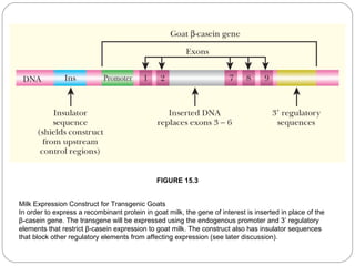 FIGURE 15.3
Milk Expression Construct for Transgenic Goats
In order to express a recombinant protein in goat milk, the gene of interest is inserted in place of the
β-casein gene. The transgene will be expressed using the endogenous promoter and 3’ regulatory
elements that restrict β-casein expression to goat milk. The construct also has insulator sequences
that block other regulatory elements from affecting expression (see later discussion).
8

 