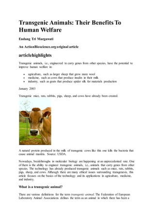 Transgenic Animals: Their Benefits To 
Human Welfare 
Endang Tri Margawati 
An ActionBioscience.org original article 
articlehighlights 
Transgenic animals, i.e., engineered to carry genes from other species, have the potential to 
improve human welfare in: 
 agriculture, such as larger sheep that grow more wool 
 medicine, such as cows that produce insulin in their milk 
 industry, such as goats that produce spider silk for materials production 
January 2003 
Transgenic mice, rats, rabbits, pigs, sheep, and cows have already been created. 
A natural protein produced in the milk of transgenic cows like this one kills the bacteria that 
cause animal mastitis. Source: USDA. 
Nowadays, breakthroughs in molecular biology are happening at an unprecedented rate. One 
of them is the ability to engineer transgenic animals, i.e., animals that carry genes from other 
species. The technology has already produced transgenic animals such as mice, rats, rabbits, 
pigs, sheep, and cows. Although there are many ethical issues surrounding transgenesis, this 
article focuses on the basics of the technology and its applications in agriculture, medicine, 
and industry. 
What is a transgenic animal? 
There are various definitions for the term transgenic animal. The Federation of European 
Laboratory Animal Associations defines the term as an animal in which there has been a 
 