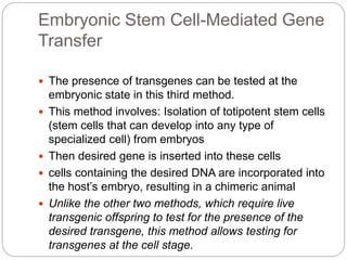Embryonic Stem Cell-Mediated Gene
Transfer
 The presence of transgenes can be tested at the
embryonic state in this third method.
 This method involves: Isolation of totipotent stem cells
(stem cells that can develop into any type of
specialized cell) from embryos
 Then desired gene is inserted into these cells
 cells containing the desired DNA are incorporated into
the host’s embryo, resulting in a chimeric animal
 Unlike the other two methods, which require live
transgenic offspring to test for the presence of the
desired transgene, this method allows testing for
transgenes at the cell stage.
 