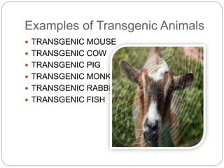 Examples of Transgenic Animals
 TRANSGENIC MOUSE
 TRANSGENIC COW
 TRANSGENIC PIG
 TRANSGENIC MONKEY
 TRANSGENIC RABBIT
 TRANSGENIC FISH
 
