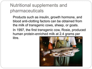 Nutritional supplements and
pharmaceuticals
Products such as insulin, growth hormone, and
blood anti-clotting factors can be obtained from
the milk of transgenic cows, sheep, or goats.
In 1997, the first transgenic cow, Rosie, produced
human protein-enriched milk at 2.4 grams per
litre.
 