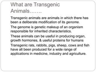 What are Transgenic
Animals…….
Transgenic animals are animals in which there has
been a deliberate modification of its genome.
The genome is genetic makeup of an organism
responsible for inherited characteristics.
These animals can be useful in producing organ,
growth hormones, & useful proteins for humans
Transgenic rats, rabbits, pigs, sheep, cows and fish
have all been produced for a wide range of
applications in medicine, industry and agriculture.
 