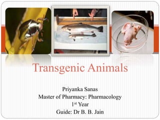 Priyanka Sanas
Master of Pharmacy: Pharmacology
1st Year
Guide: Dr B. B. Jain
Transgenic Animals
 