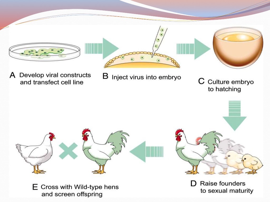 Transgenic Animals