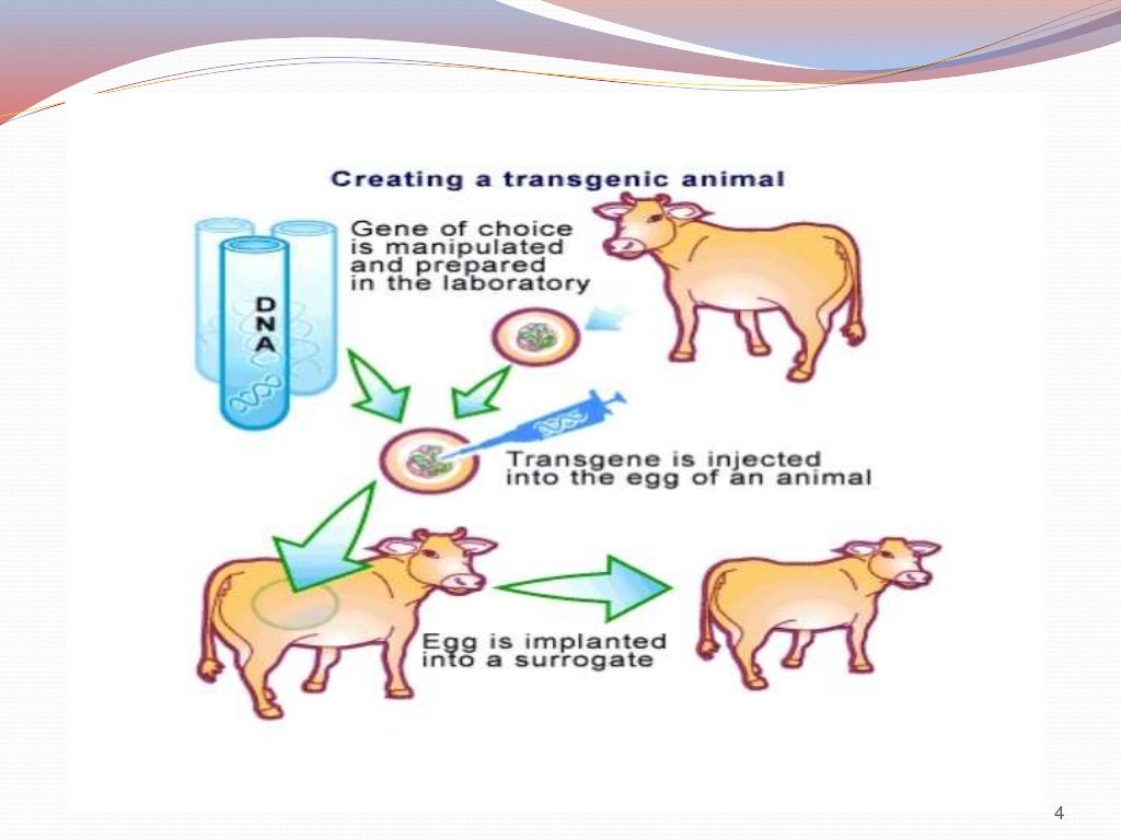 Transgenic Animals