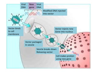 Vector binds
to cell
membrane
Vector packaged
In vesicle
Vesicle breaks down
Releasing vector
Vector injects new
Gene into nucleus
Modified DNA injected
Into vector
Cell makes protien
using new gene
Viral
DNA
Viral
DNA
New
gene
 