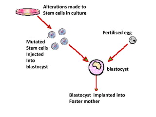 Alterations made to
Stem cells in culture
Fertilised egg
blastocyst
Blastocyst implanted into
Foster mother
Mutated
Stem cells
Injected
Into
blastocyst
 