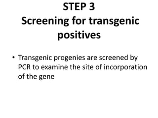 STEP 3
Screening for transgenic
positives
• Transgenic progenies are screened by
PCR to examine the site of incorporation
of the gene
 
