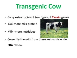 Transgenic Cow
• Carry extra copies of two types of Casein genes
• 13% more milk protein
• Milk -more nutritious
• Currently the milk from these animals is under
FDA review
 