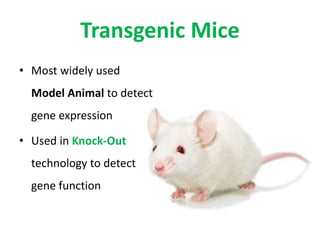 Transgenic Mice
• Most widely used
Model Animal to detect
gene expression
• Used in Knock-Out
technology to detect
gene function
 