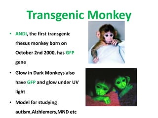 Transgenic Monkey
• ANDI, the first transgenic
rhesus monkey born on
October 2nd 2000, has GFP
gene
• Glow in Dark Monkeys also
have GFP and glow under UV
light
• Model for studying
autism,Alzhiemers,MND etc
 