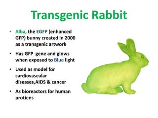 Transgenic Rabbit
• Alba, the EGFP (enhanced
GFP) bunny created in 2000
as a transgenic artwork
• Has GFP gene and glows
when exposed to Blue light
• Used as model for
cardiovascular
diseases,AIDS & cancer
• As bioreactors for human
protiens
 