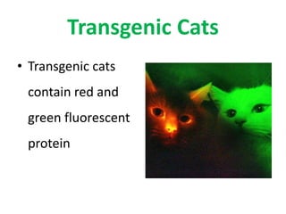 Transgenic Cats
• Transgenic cats
contain red and
green fluorescent
protein
 