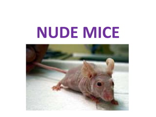 NUDE MICE
 