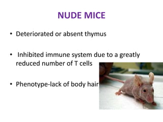 NUDE MICE
• Deteriorated or absent thymus
• Inhibited immune system due to a greatly
reduced number of T cells
• Phenotype-lack of body hair
 