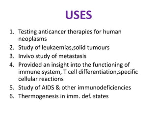 USES
1. Testing anticancer therapies for human
neoplasms
2. Study of leukaemias,solid tumours
3. Invivo study of metastasis
4. Provided an insight into the functioning of
immune system, T cell differentiation,specific
cellular reactions
5. Study of AIDS & other immunodeficiencies
6. Thermogenesis in imm. def. states
 