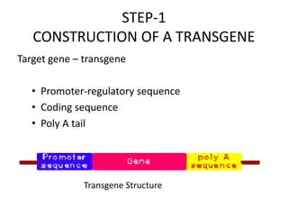 STEP-1
CONSTRUCTION OF A TRANSGENE
Target gene – transgene
• Promoter-regulatory sequence
• Coding sequence
• Poly A tail
Transgene Structure
 