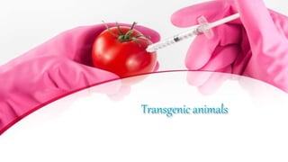 Transgenic animals
 