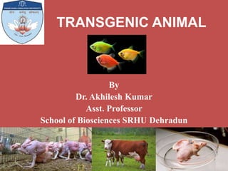 TRANSGENIC ANIMAL
By
Dr. Akhilesh Kumar
Asst. Professor
School of Biosciences SRHU Dehradun
 