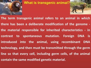 Transgenic animals