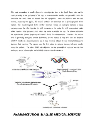 PHARMACEUTICAL & ALLIED MEDICAL SCIENCES
The male pronucleus is usually chosen for microinjection due to its slightly larger size and its
close proximity to the periphery of the egg. In non-mammalian species, the pronuclei cannot be
visualized and DNA must be injected into the cytoplasm. After the pronuclei fuse into one
nucleus, producing the zygote, the injected embryos are implanted into a pseudopregnant foster
mother. The pseudopregnant foster mother (recipient female or surrogate mother) is made
pseudopregnant by either injecting her with hormones or by mating her with vasectomized males
which causes a false pregnancy and allows the uterus to receive the egg. The process stimulates
the reproductive system, preparing the female’s body for transplantation. However, the success
rate of producing transgenic animals individually by this method is very low since the insertion
of DNA results in a random process and it may be more efficient to use cloning techniques to
increase their numbers. The mouse was the first animal to undergo success full gene transfer
using this method. The direct DNA microinjection into the pronuclei of embryos was the first
technique which led to regular and relatively easy success in mammals.
 