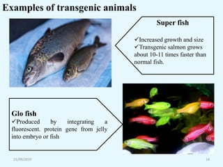 21/09/2019 14
Examples of transgenic animals
Glo fish
Produced by integrating a
fluorescent. protein gene from jelly
into embryo or fish
Super fish
Increased growth and size
Transgenic salmon grows
about 10-11 times faster than
normal fish.
 