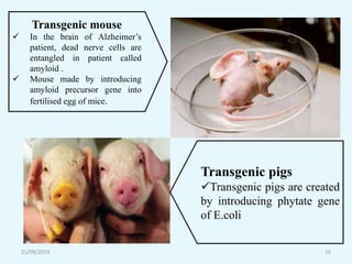 21/09/2019 15
Transgenic mouse
 In the brain of Alzheimer’s
patient, dead nerve cells are
entangled in patient called
amyloid .
 Mouse made by introducing
amyloid precursor gene into
fertilised egg of mice.
Transgenic pigs
Transgenic pigs are created
by introducing phytate gene
of E.coli
 