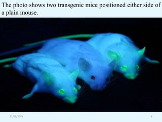 21/09/2019 6
The photo shows two transgenic mice positioned either side of
a plain mouse.
 
