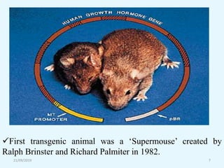 21/09/2019 7
First transgenic animal was a ‘Supermouse’ created by
Ralph Brinster and Richard Palmiter in 1982.
 