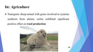 Transgenic sheep armed with genes involved in cysteine
synthesis from dietary serine exhibited significant
positive effect on wool production
In: Agriculture
14
 