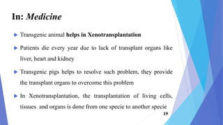  Transgenic animal helps in Xenotransplantation
 Patients die every year due to lack of transplant organs like
liver, heart and kidney
 Transgenic pigs helps to resolve such problem, they provide
the transplant organs to overcome this problem
 In Xenotransplantation, the transplantation of living cells,
tissues and organs is done from one specie to another specie
In: Medicine
19
 
