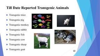 Till Date Reported Transgenic Animals
 Transgenic mice
 Transgenic pig
 Transgenic monkey
 Transgenic rabbit
 Transgenic fish
 Transgenic cow
 Transgenic sheep
 Transgenic goat
22
 