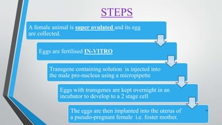 STEPS
A female animal is super ovulated and its egg
are collected.
Eggs are fertilised IN-VITRO
Transgene containing solution is injected into
the male pro-nucleus using a micropipette
Eggs with transgenes are kept overnight in an
incubator to develop to a 2 stage cell
The eggs are then implanted into the uterus of
a pseudo-pregnant female i.e. foster mother.
10
 