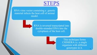 STEPS
RNA virus vector containing a genetic
material infects the host cell of animal
model.
RNA is reversed transcripted into
double-stranded DNA into the
cytoplasm of the host cell.
This technique forms
CHIMERA i.e. a single
organism with different
genotypes in it. 13
 